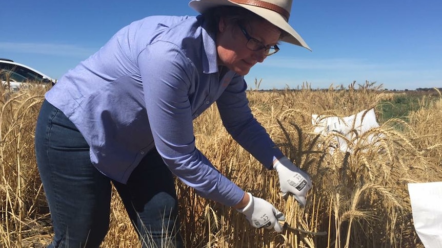 Sally Norton runs the Australian Grains Genebank.