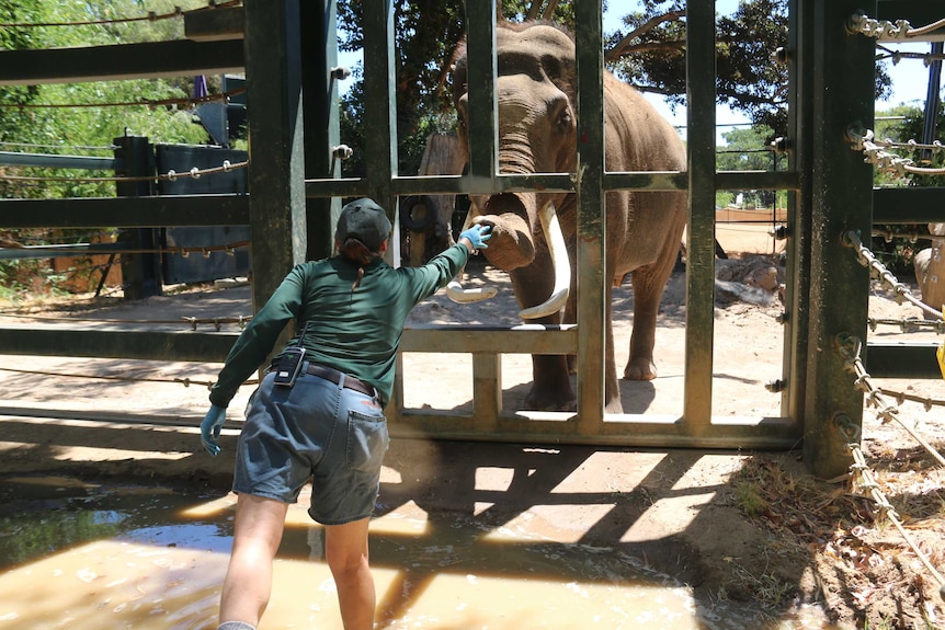 Elephant Putra Mas shakes trunks with a handler at the Perth Zoo.