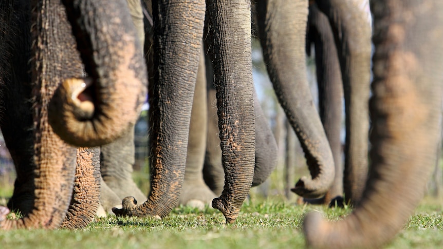 Elephant trunks lined up