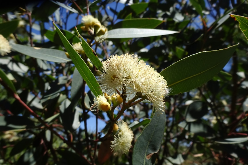 A new type of eucalyptus found in Sydney in flower. 
