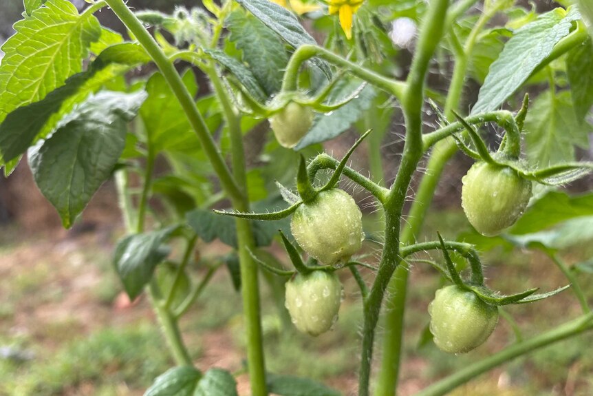 Close up of budding tomatoes with water droplets all over them