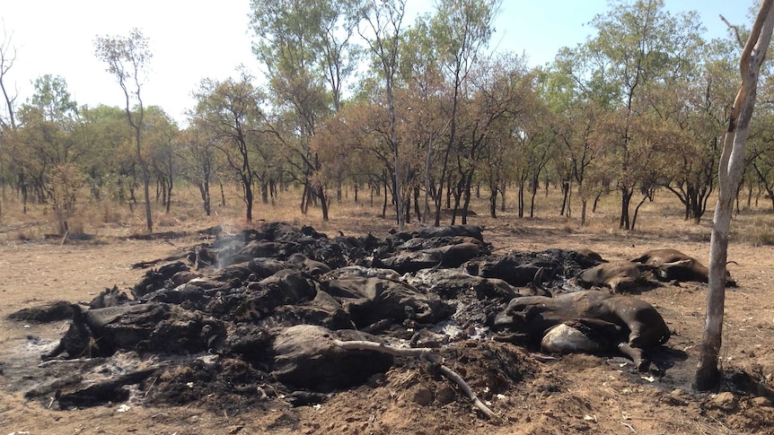 Cattle burned