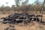 Cattle burned