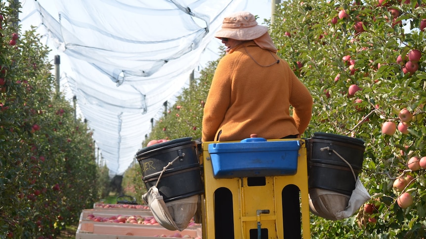 A woman on a cherry picker in an orchard.