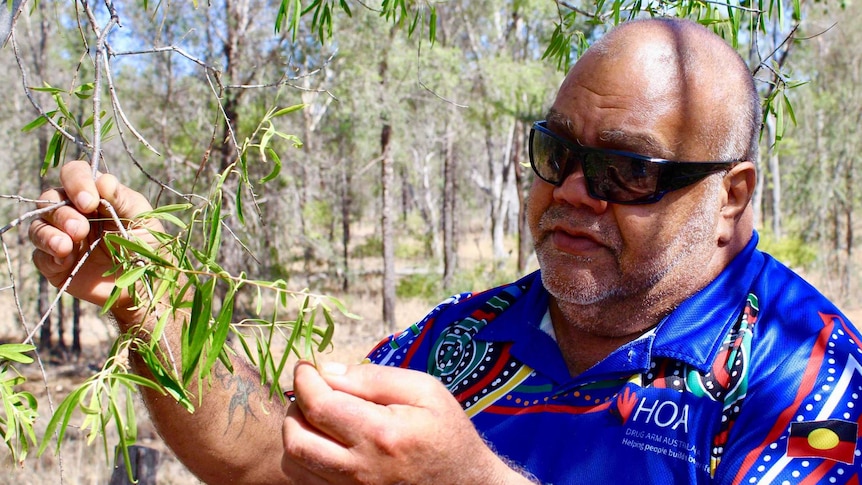 A man wearing a blue shirt and sunglasses looks closely at a tree branch in his hands