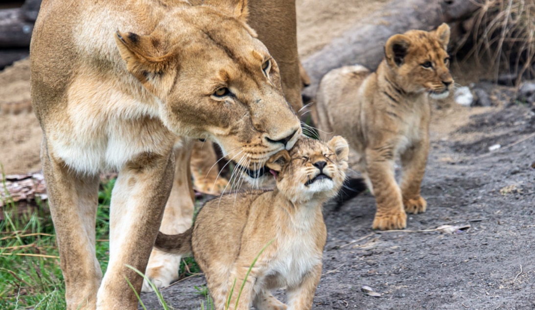 a mother lion licking one of her five lion cubs in a zoo enclosure