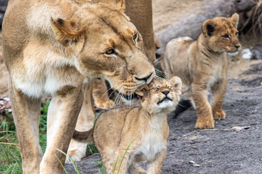 a mother lion licking one of her five lion cubs in a zoo enclosure