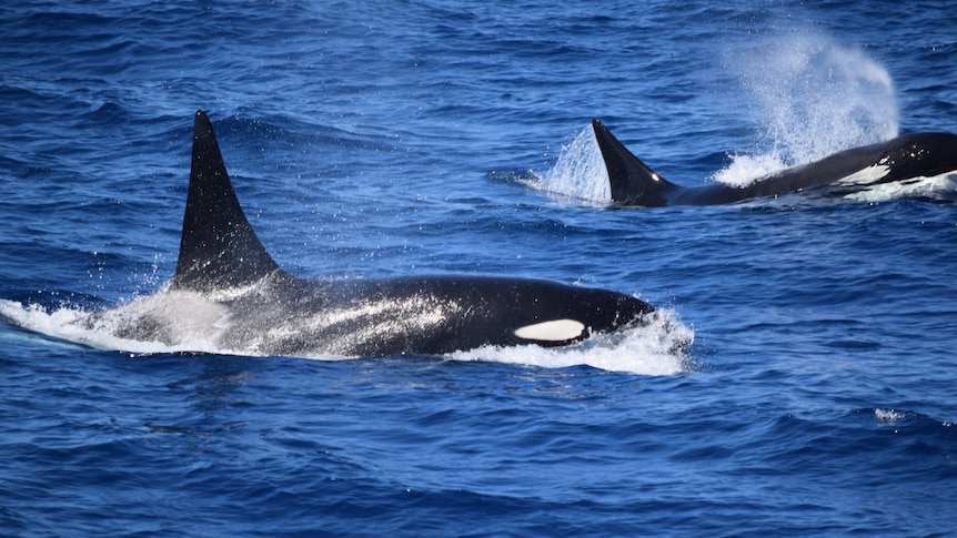 A picture of a killer whale in the ocean, with a second killer whale behind it blowing water.