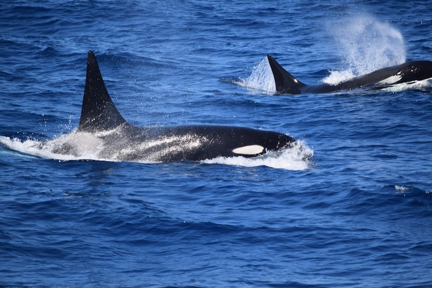 A picture of a killer whale in the ocean, with a second killer whale behind it blowing water