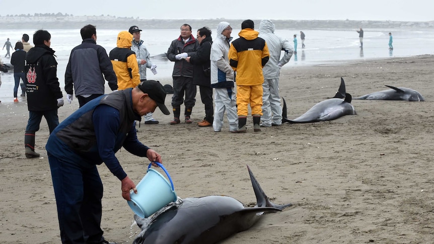 Residents race to save stranded dolphin pod