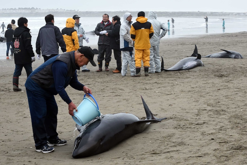 Residents race to save stranded dolphin pod