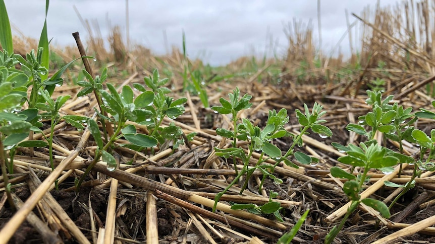 short, green seedings emerge from soil heavily littered with the browning stalks of last year's crop