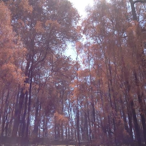 Burnt trees in national park.