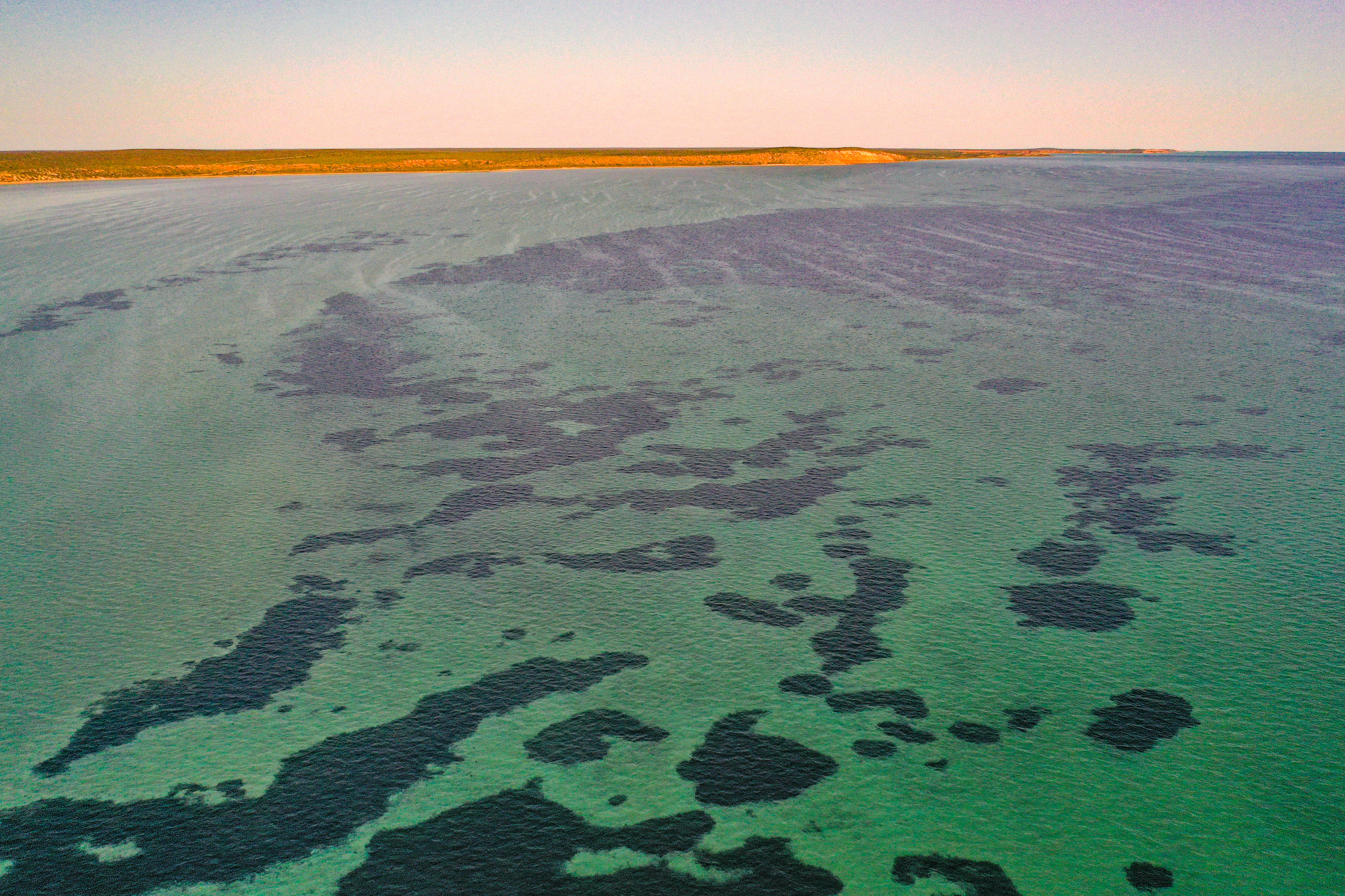 Vue aérienne d'herbes marines dans Shark Bay au coucher du soleil. 