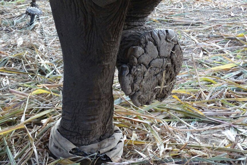 Close up of elephant's foot lifted up