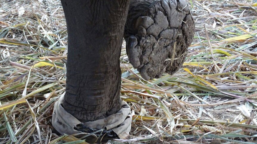 Close up of elephant's foot lifted up
