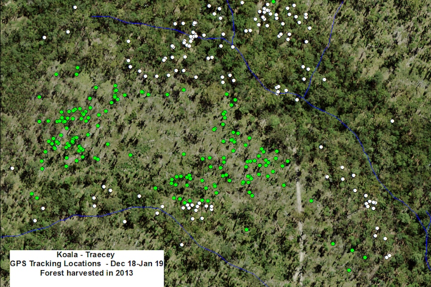An aerial map showing the GPS tracking locations of koalas.