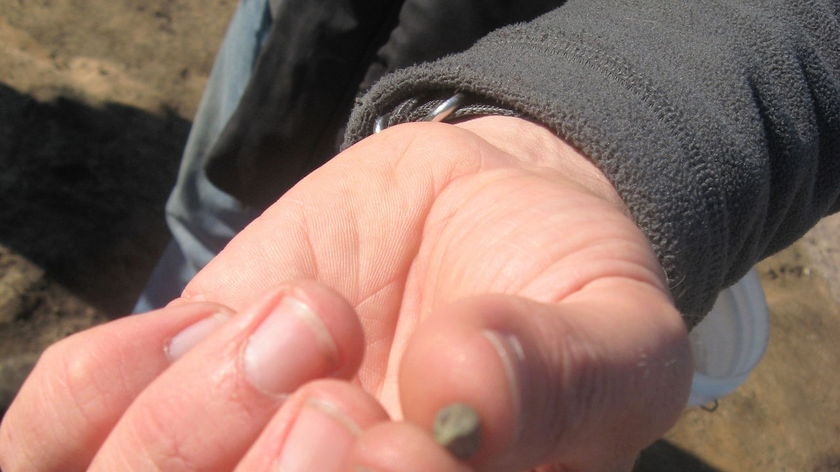 A person holds a percussion cap found during an archeological dig being conducted at Glenrowan