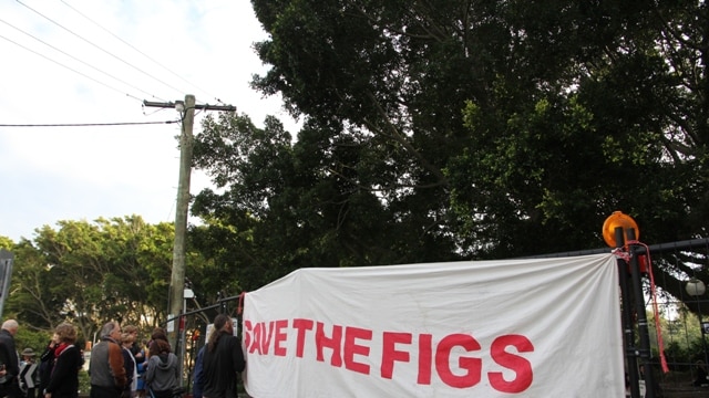 Protesters fight to save Newcastle's Laman Street fig trees in 2011.