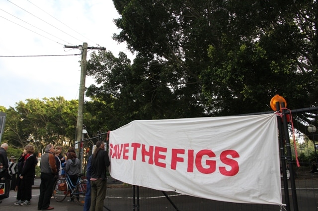 Protesters fight to save Newcastle's Laman Street fig trees in 2011.