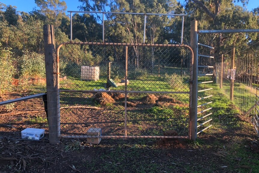 A series of fences and gates making an enclosure, trees and bushland behind