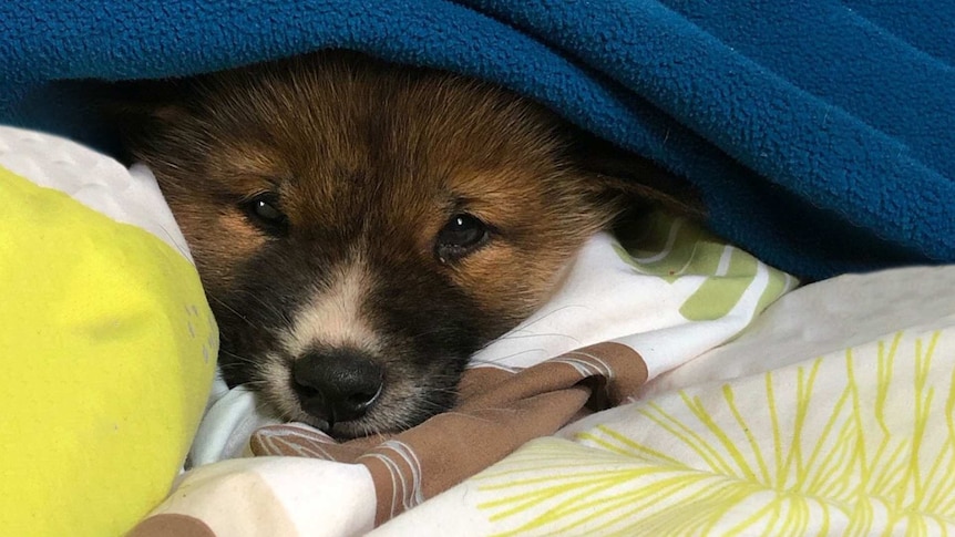 A dingo cub nestled into blankets so only its face is visible.