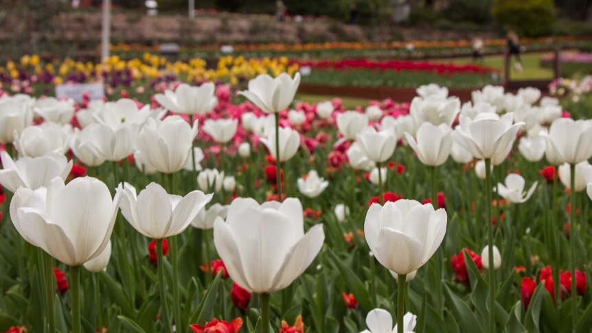 The tulips in bloom at Araluen, August 31, 2017