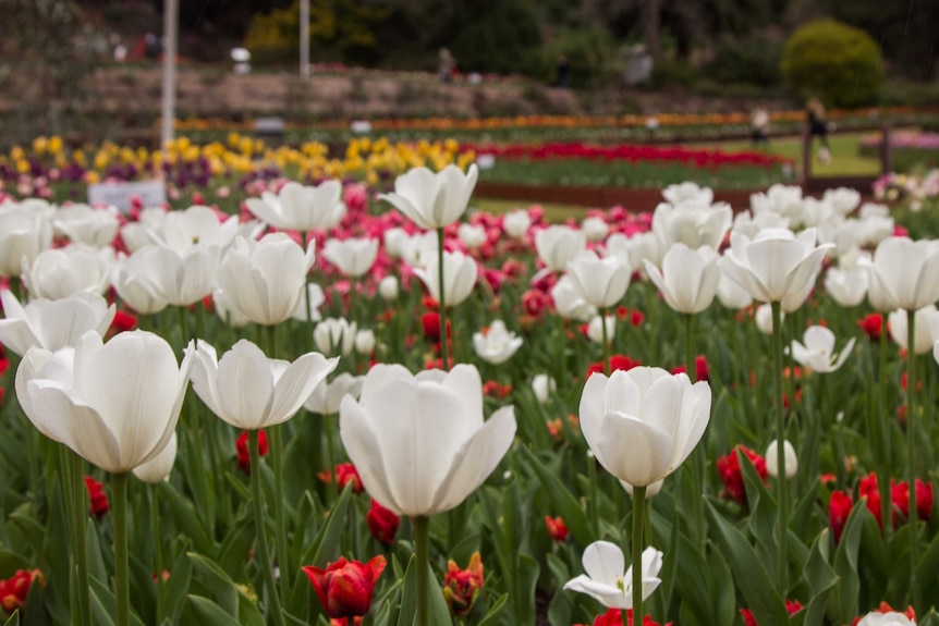 The tulips in bloom at Araluen, August 31, 2017