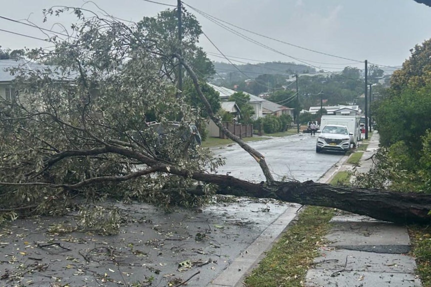 A tree has been knocked over, laying on a road