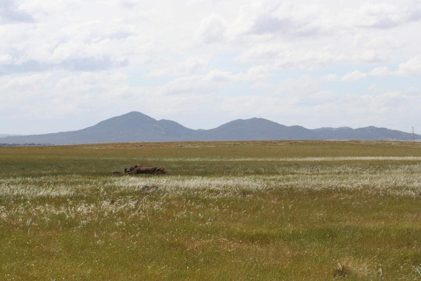 Hills in the background of a grassy plain.