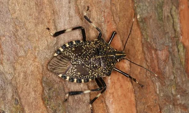Stink bugs turn new electric motor vehicles bound for Australia back to