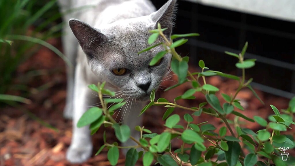 A cat sniffy the leaves of a plant in a garden.