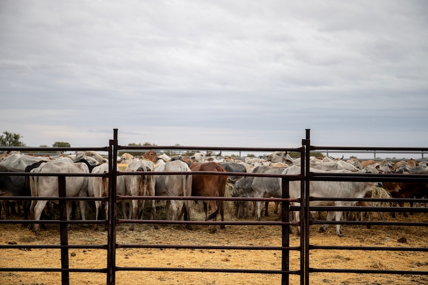 Cattle gathered in a pen.