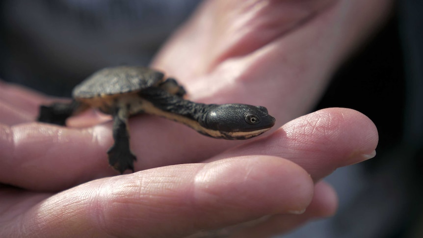A freshwater turtle hatching on a person's hand