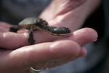 A freshwater turtle hatching on a person's hand