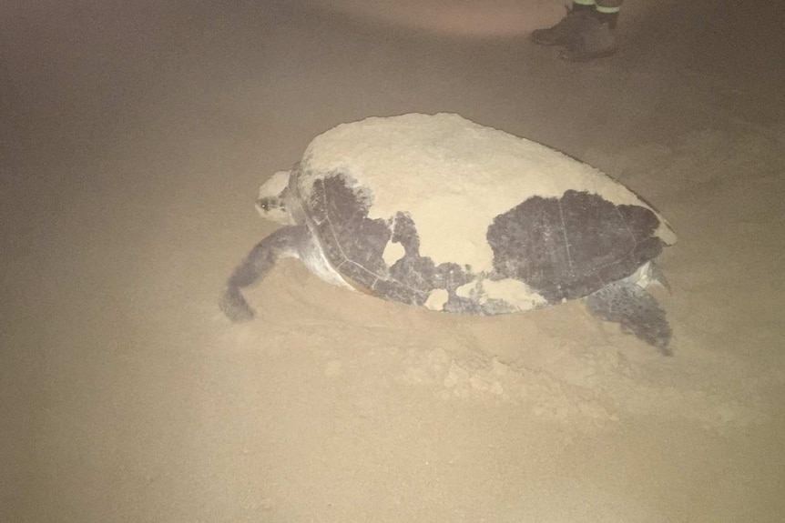 Female green turtle.