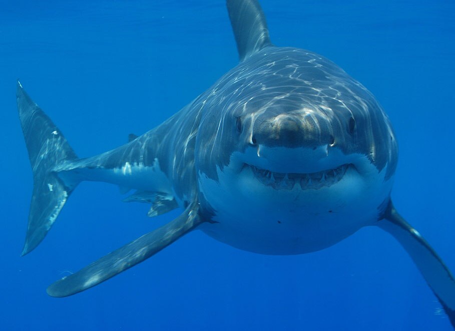 A large great white shark looms in the distance.
