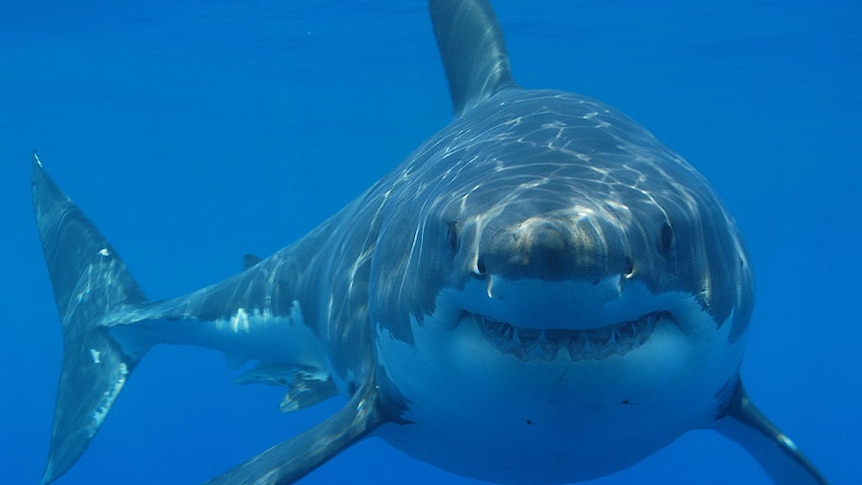 A large great white shark looms in the distance.