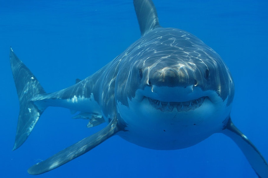 A large great white shark looms in the distance.