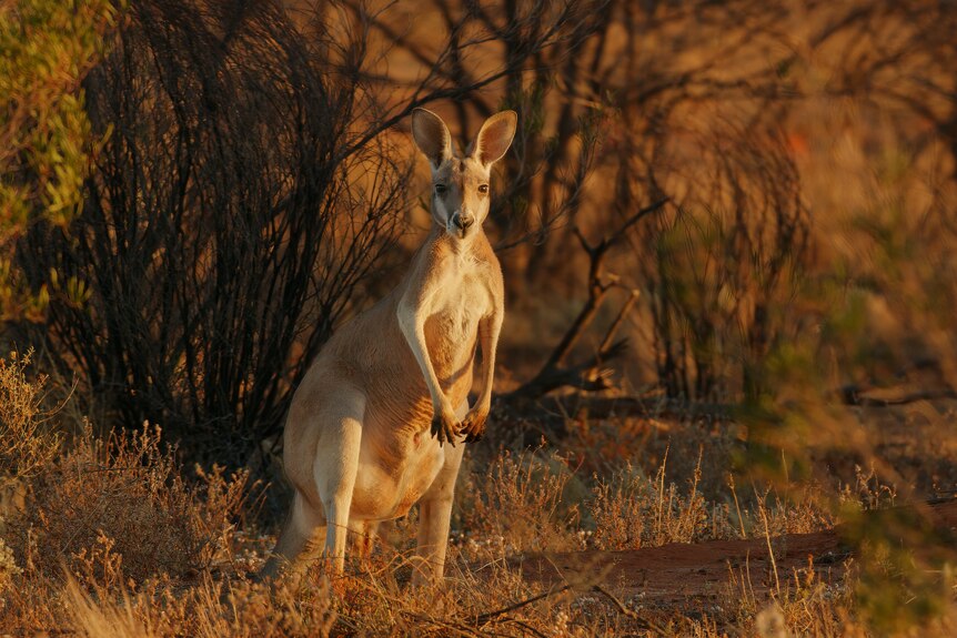 A kangaroo in the setting sun light