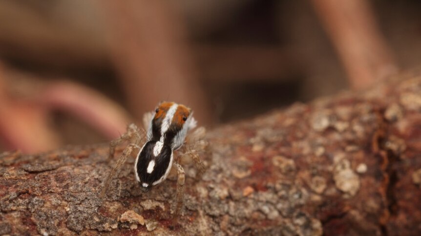 Close up of a brown and orange spider with a white marking on its back resembling an exclamation point.