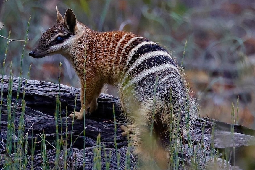 A numbat on all fours, on log in bushland