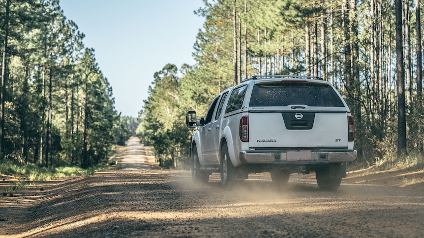 A ute being driven down a gravel road between tall pine trees.