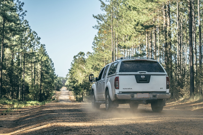 A ute being driven down a gravel road between tall pine trees.