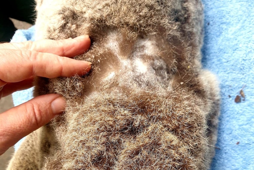 the fur of the back of a koala with patches missing