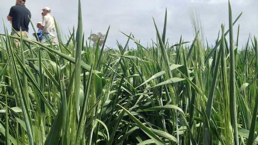 A close up photo of a Durum wheat trial.