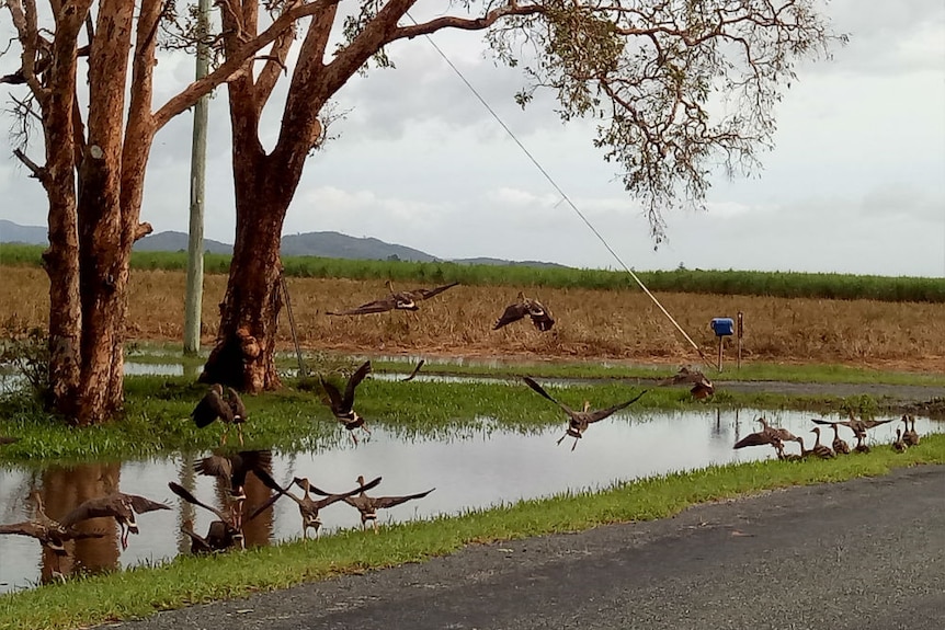 A bunch of ducks enjoying floodwaters in a sugar cane paddock near Mackay.