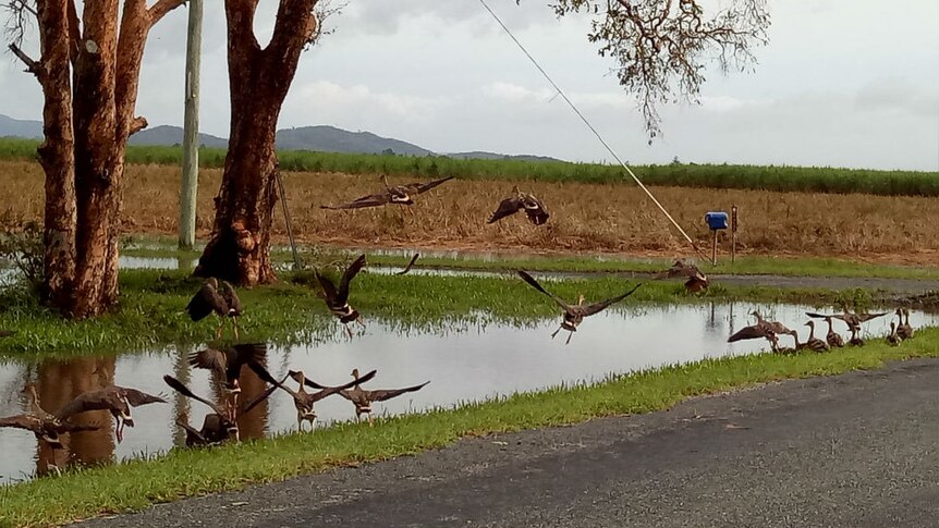 A bunch of ducks enjoying floodwaters in a sugar cane paddock near Mackay.