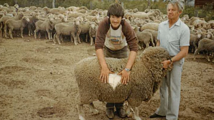 Two men stand with a poll merino ram