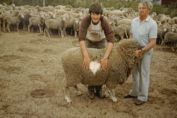 Two men stand with a poll merino ram